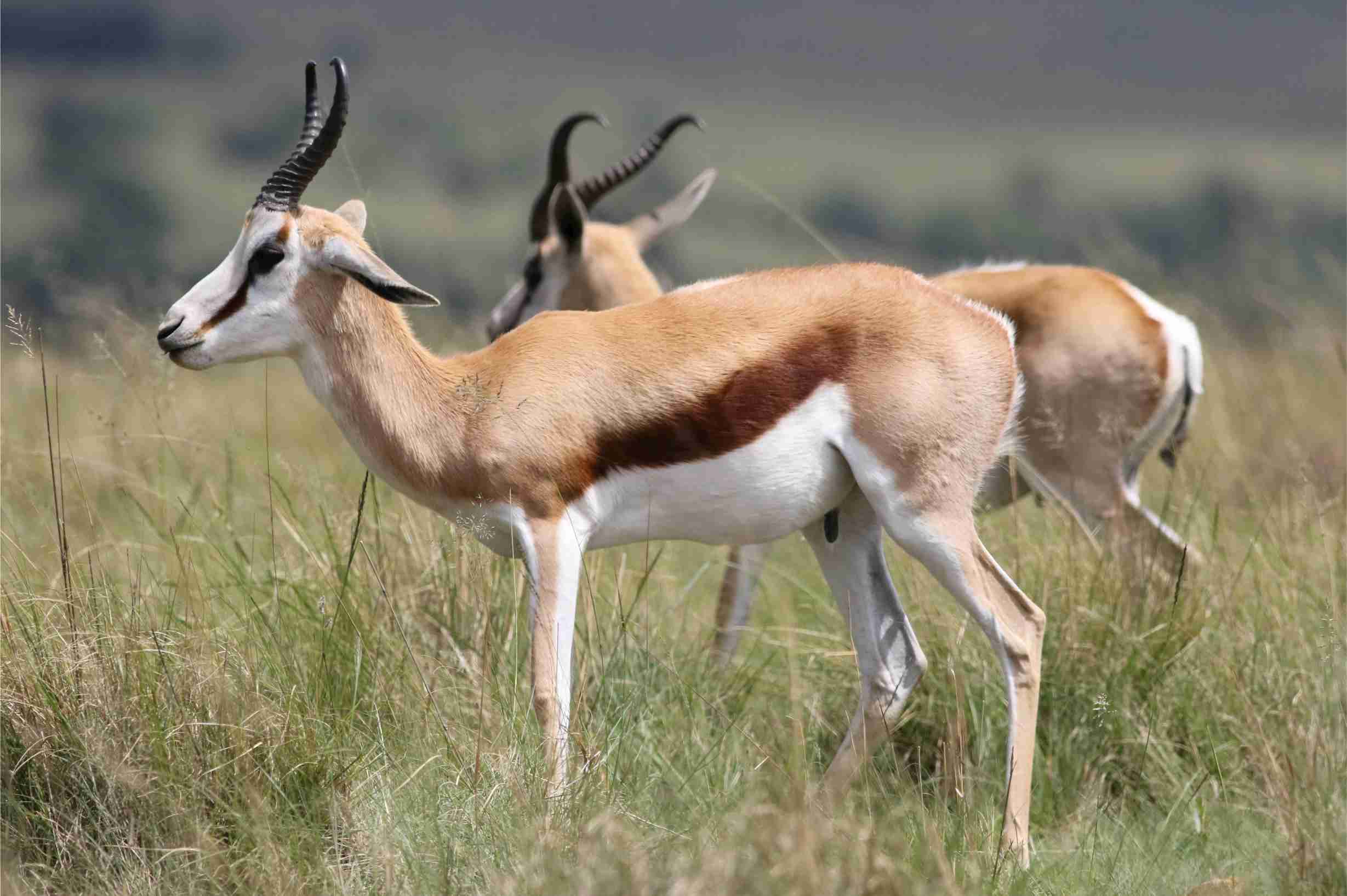 Wildlife Safari