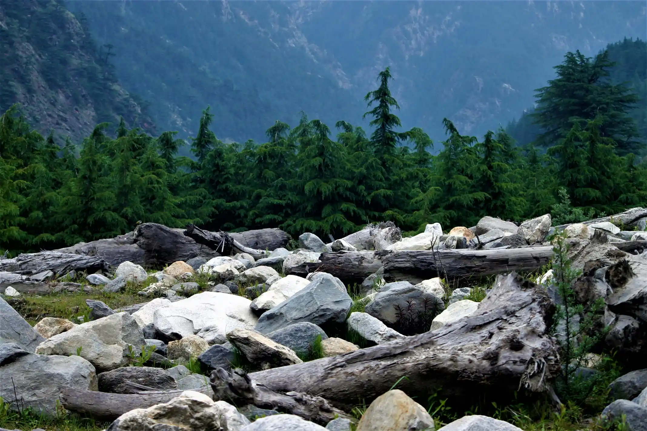 Deodar forest Harsil