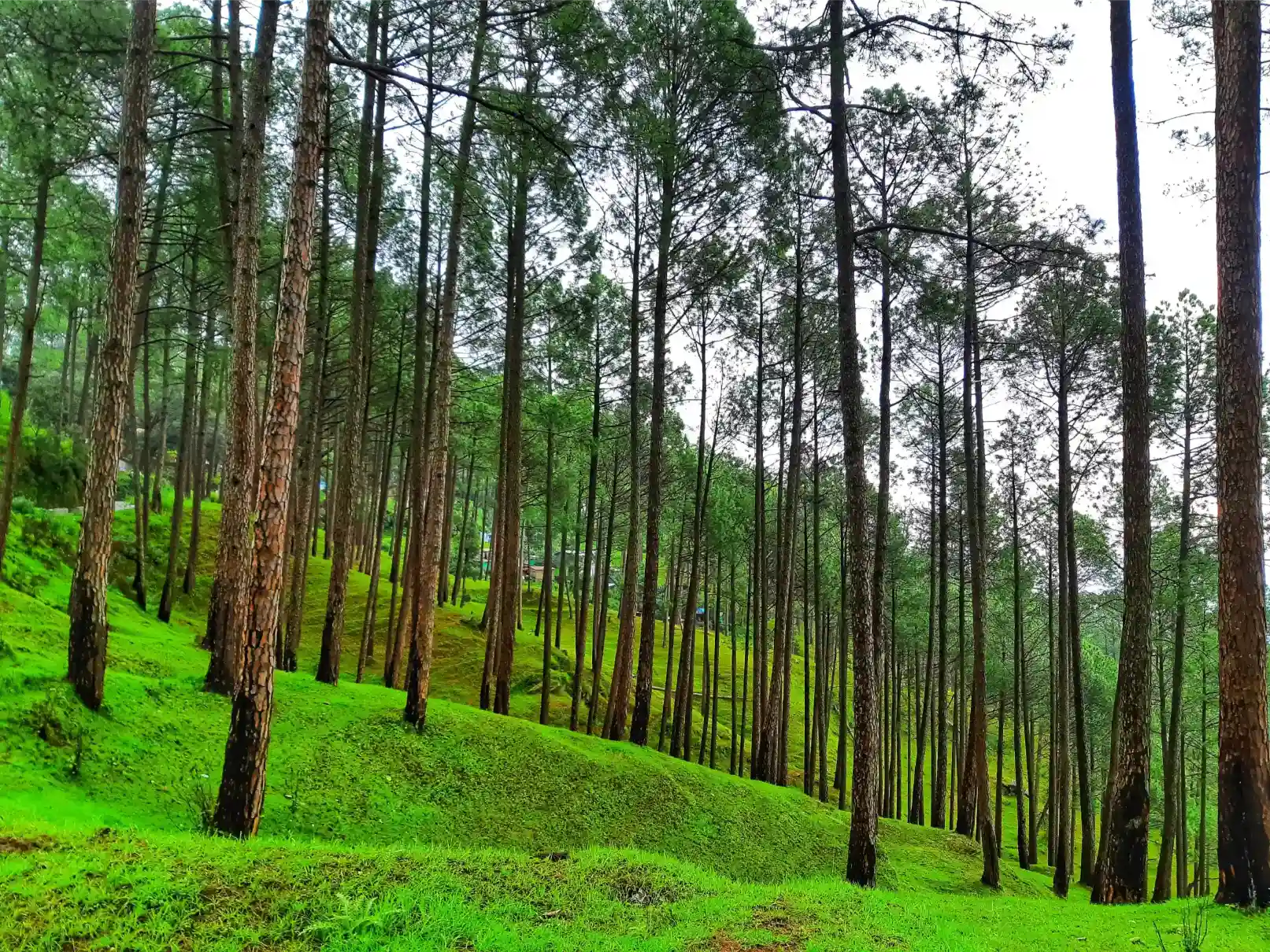 Deluxe package Ranikhet pine forest