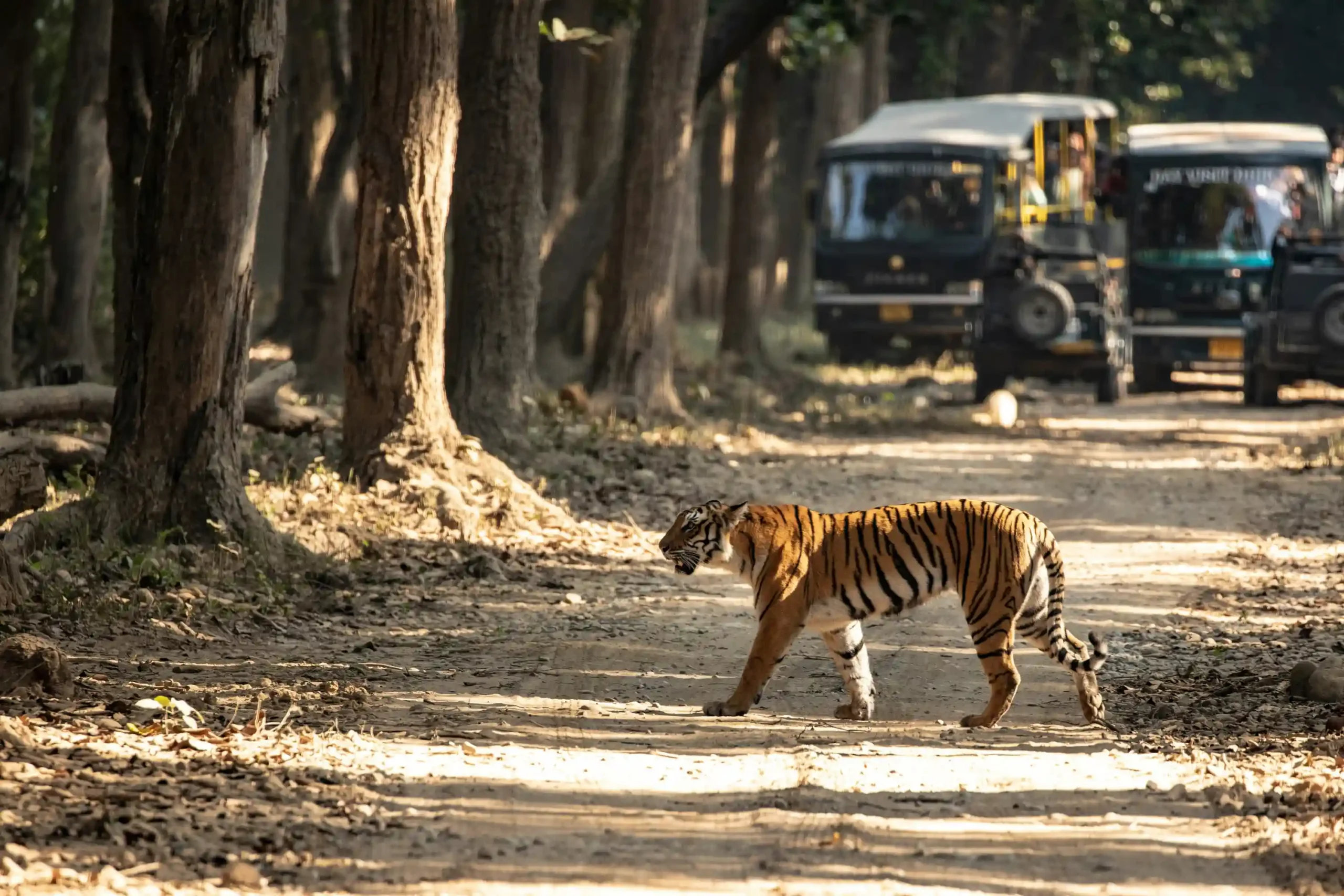 Standard package Jim Corbett tiger safari